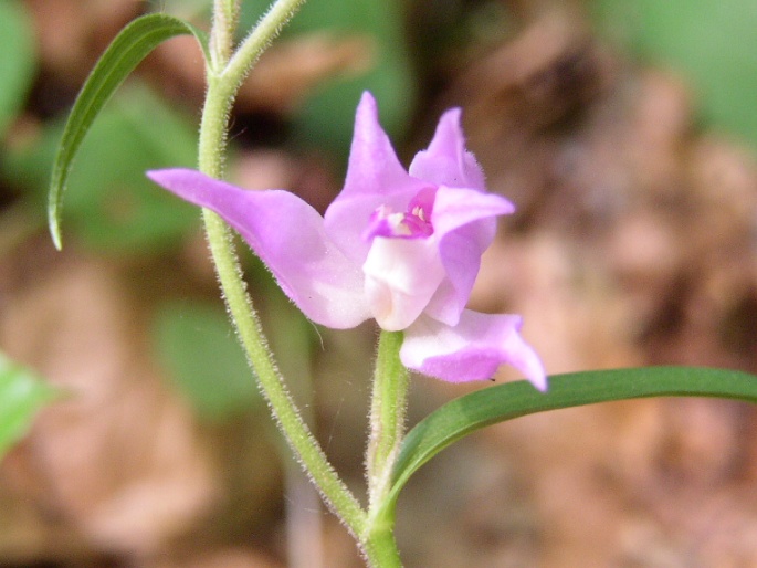 Cephalanthera rubra