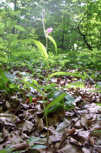 Cephalanthera rubra