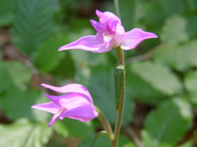 Cephalanthera rubra