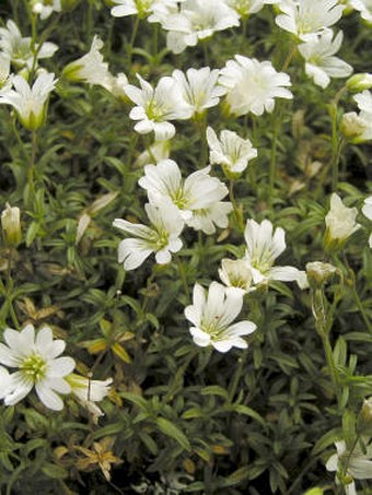 Cerastium arvense subsp. glandulosum