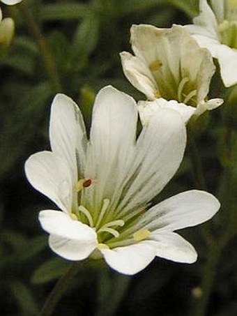 Cerastium arvense subsp. glandulosum