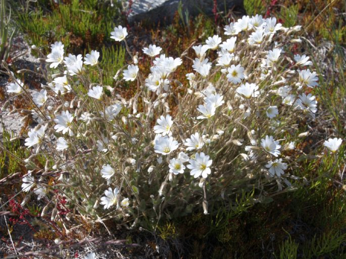 Cerastium arcticum