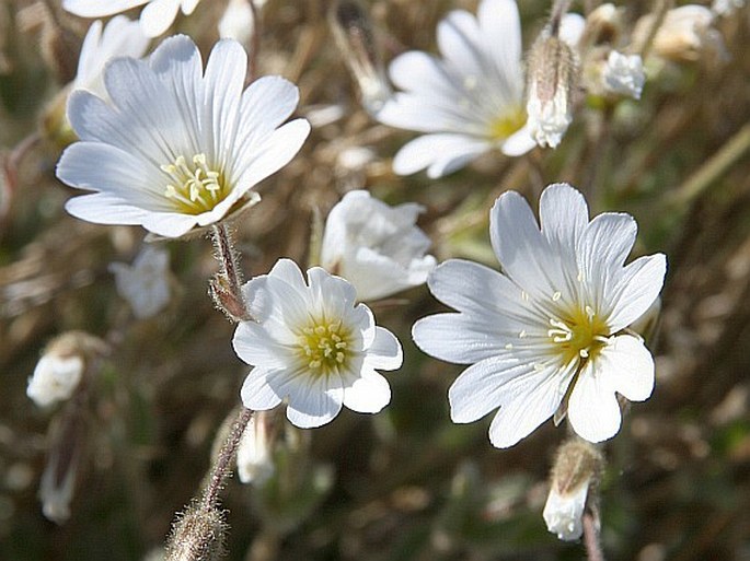 Cerastium arcticum