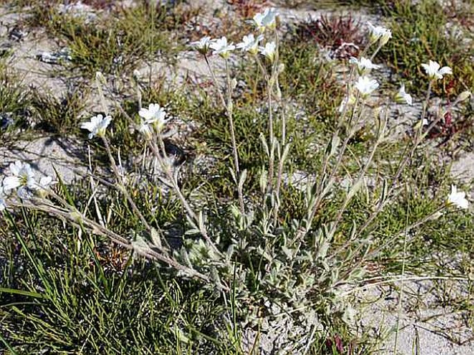 Cerastium arcticum