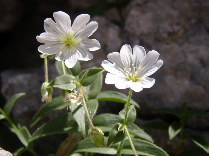 Cerastium carinthiacum