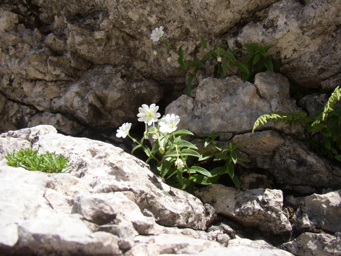 Cerastium carinthiacum