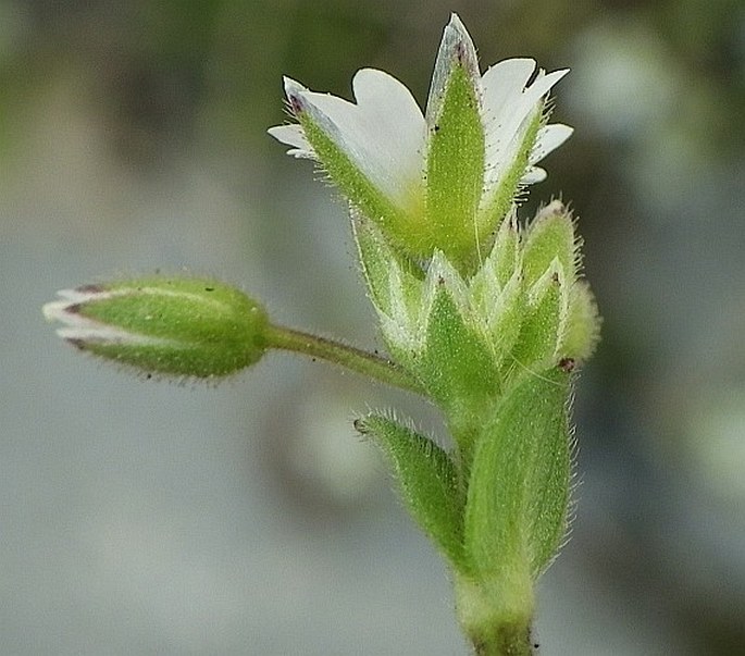 Cerastium glutinosum