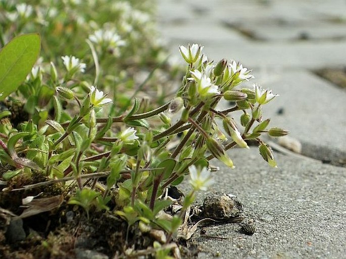 Cerastium glutinosum