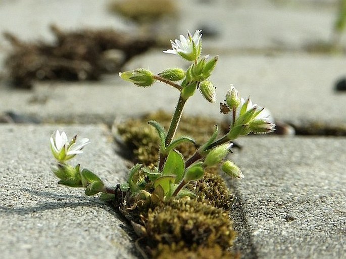 Cerastium glutinosum