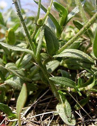 Cerastium alsinifolium ×  C. arvense