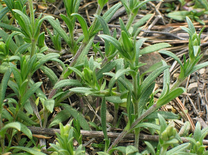 Cerastium arvense