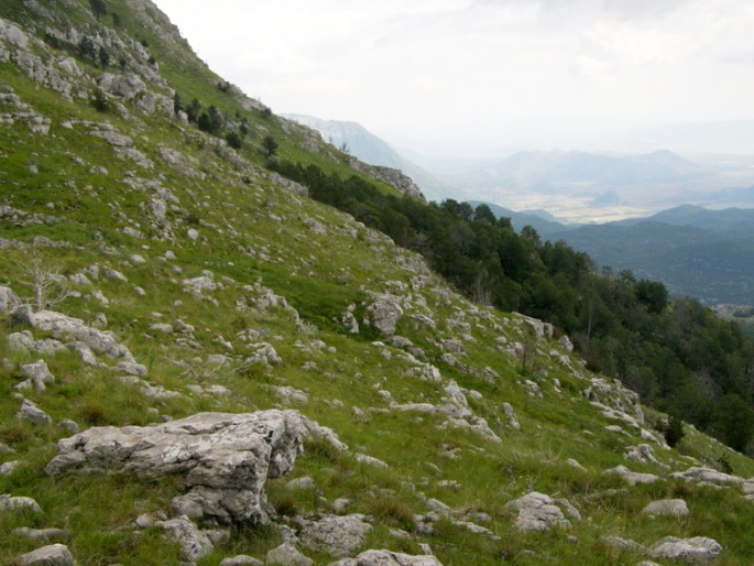 Cerastium decalvans