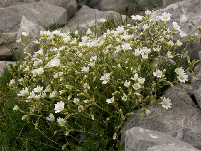 Cerastium decalvans