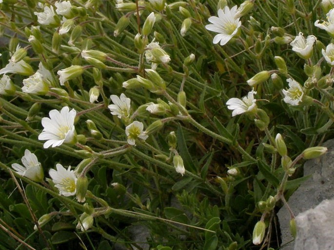 Cerastium decalvans