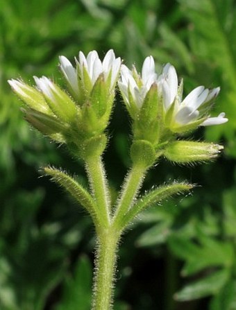 Cerastium glomeratum