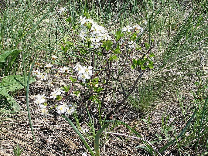 PRUNUS FRUTICOSA Pallas - třešeň křovitá / čerešňa krovitá