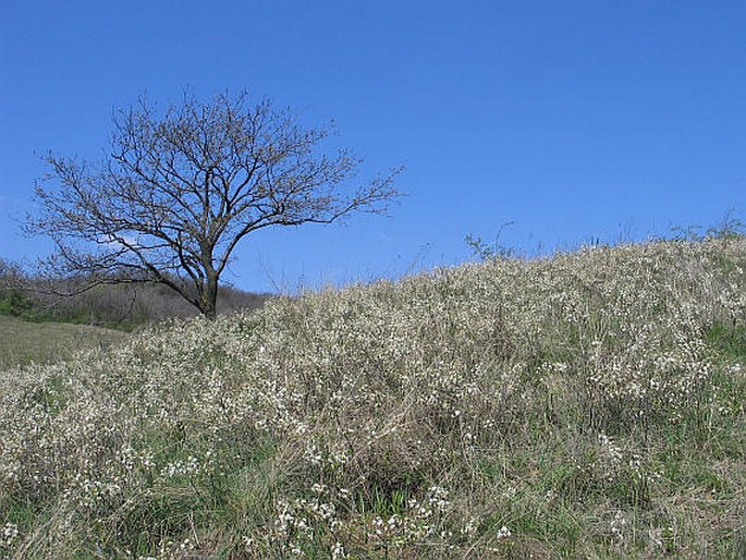 Prunus fruticosa