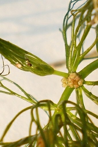 Ceratophyllum submersum