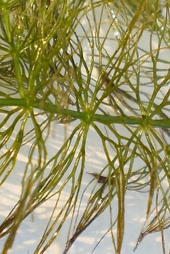 Ceratophyllum submersum