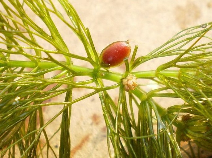 Ceratophyllum submersum