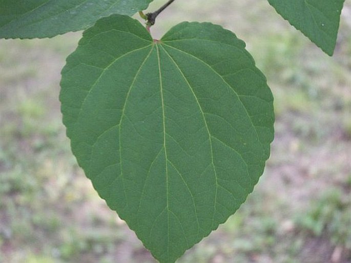 Cercidiphyllum japonicum