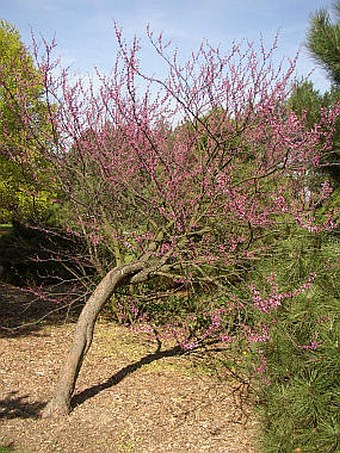 Cercis canadensis