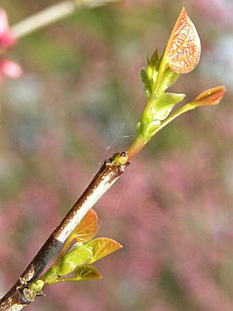 Cercis canadensis