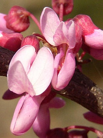 Cercis canadensis