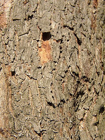 Cercis canadensis