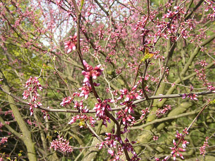 Cercis canadensis