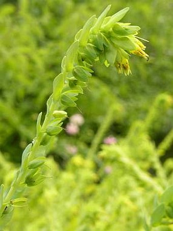 Cerinthe minor