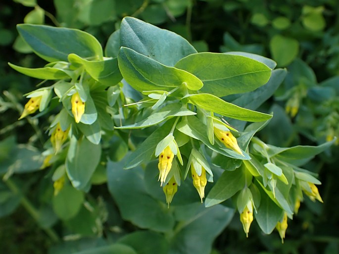 Cerinthe minor