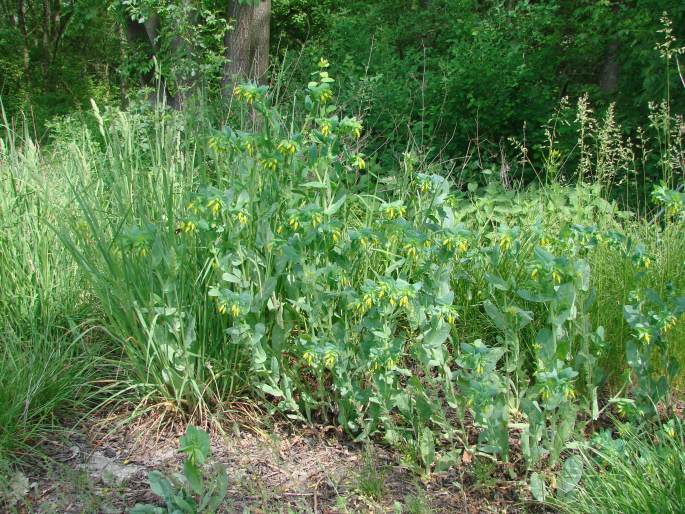 Cerinthe minor