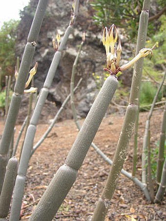 Ceropegia dichotoma