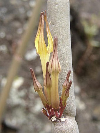 Ceropegia dichotoma