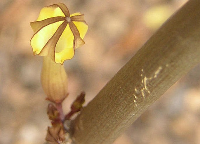 Ceropegia dichotoma