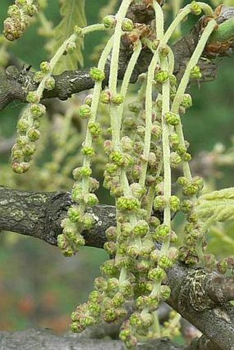 Quercus cerris