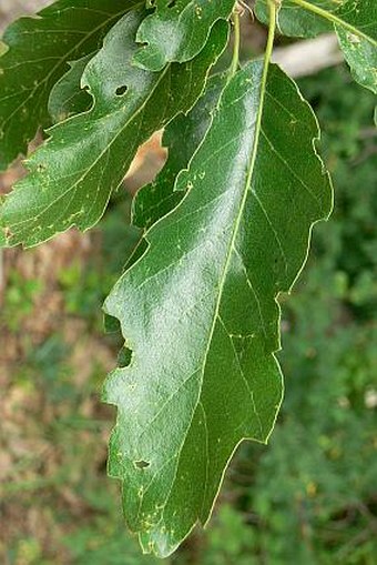 Quercus cerris