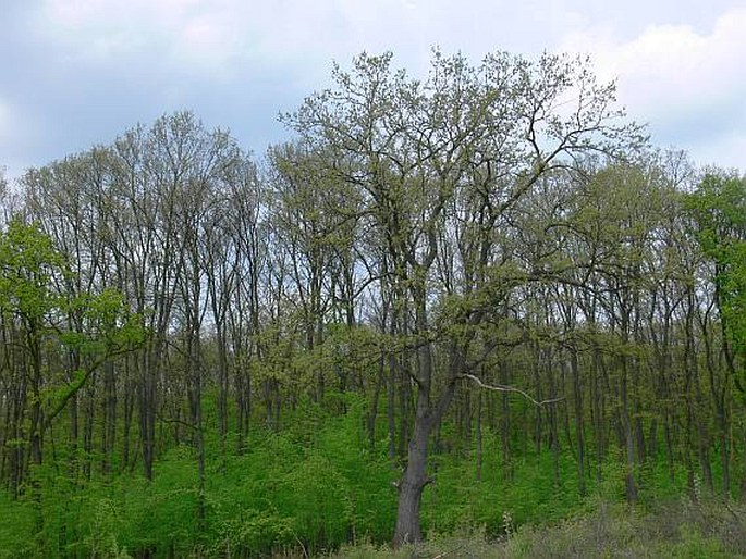 Quercus cerris