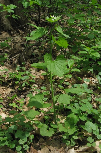 Alliaria petiolata