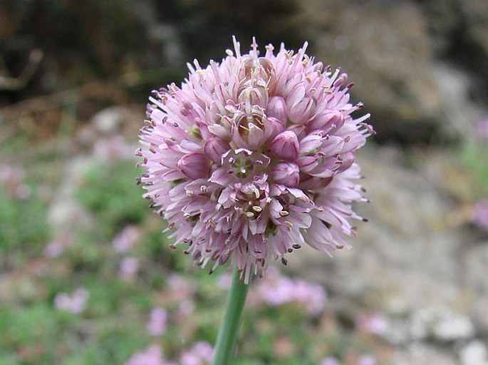 Pražské obrázky: Česnek tuhý (Allium strictum)