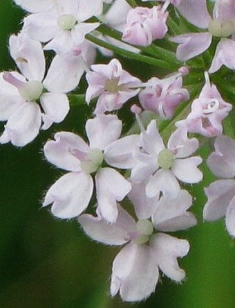 Chaerophyllum hirsutum