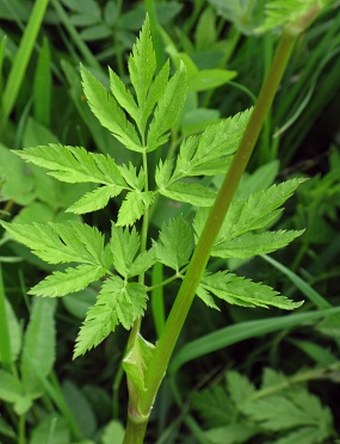 Chaerophyllum hirsutum