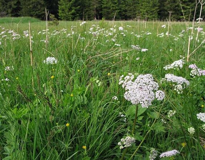 Chaerophyllum hirsutum