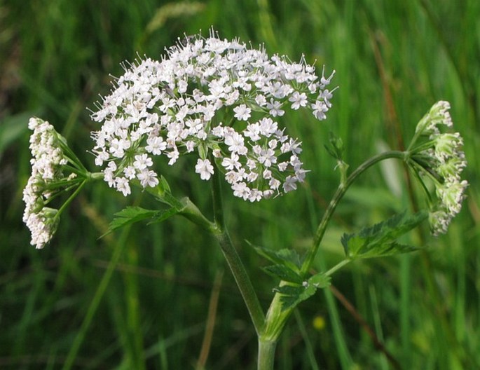 Chaerophyllum hirsutum