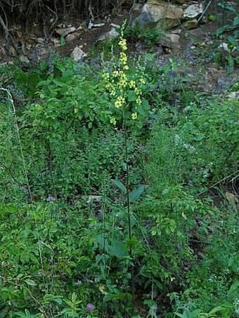 Verbascum chaixii austriacum