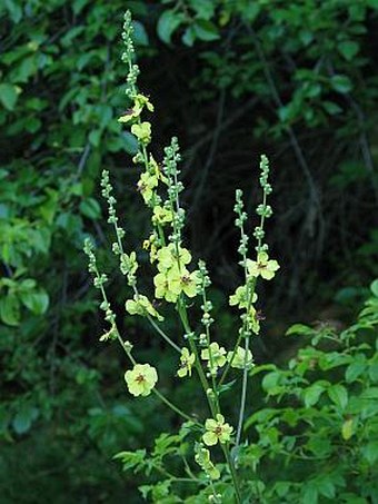 Verbascum chaixii austriacum