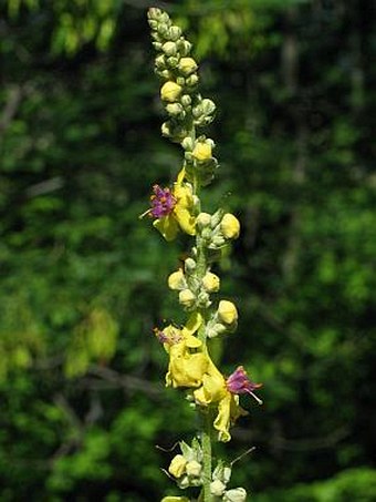 Verbascum chaixii austriacum