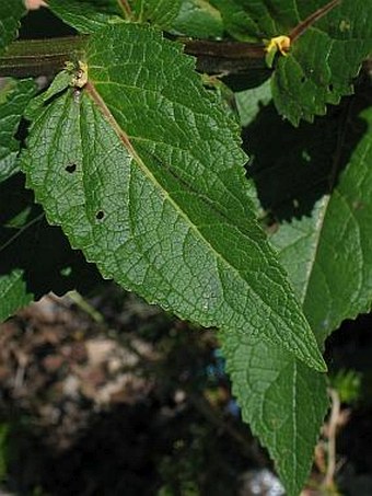 Verbascum chaixii austriacum