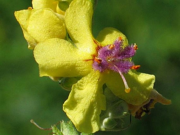 VERBASCUM CHAIXII subsp. AUSTRIACUM (R. et Sch.) Hayek – divizna jižní rakouská / divozel kukučkovitý